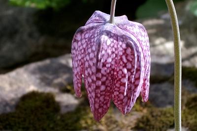 Snakeshead Fritillary