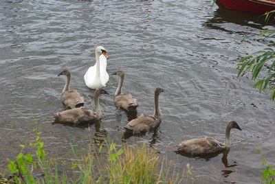 Swan and Cygnets